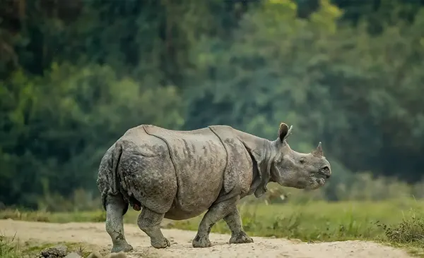 Kaziranga 02 Nights + Shillong 03 Nights + Guwahati 01 Night